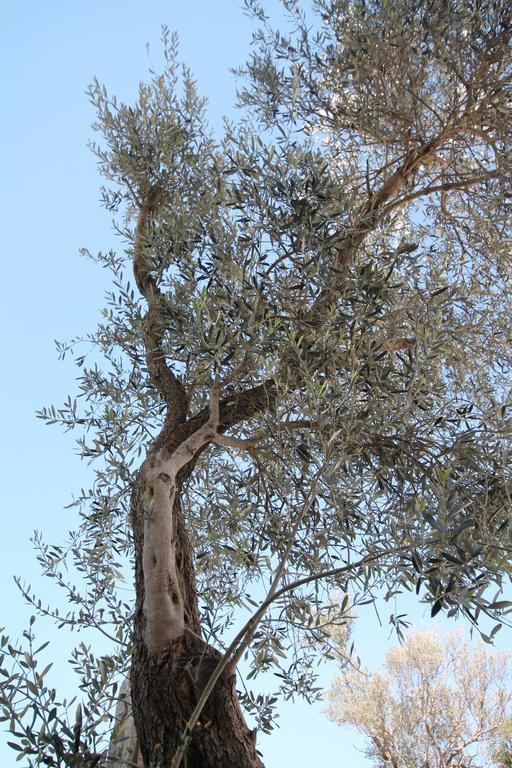 הרצג-נובי Apartments Marovic מראה חיצוני תמונה